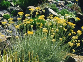 Helichrysum italicum